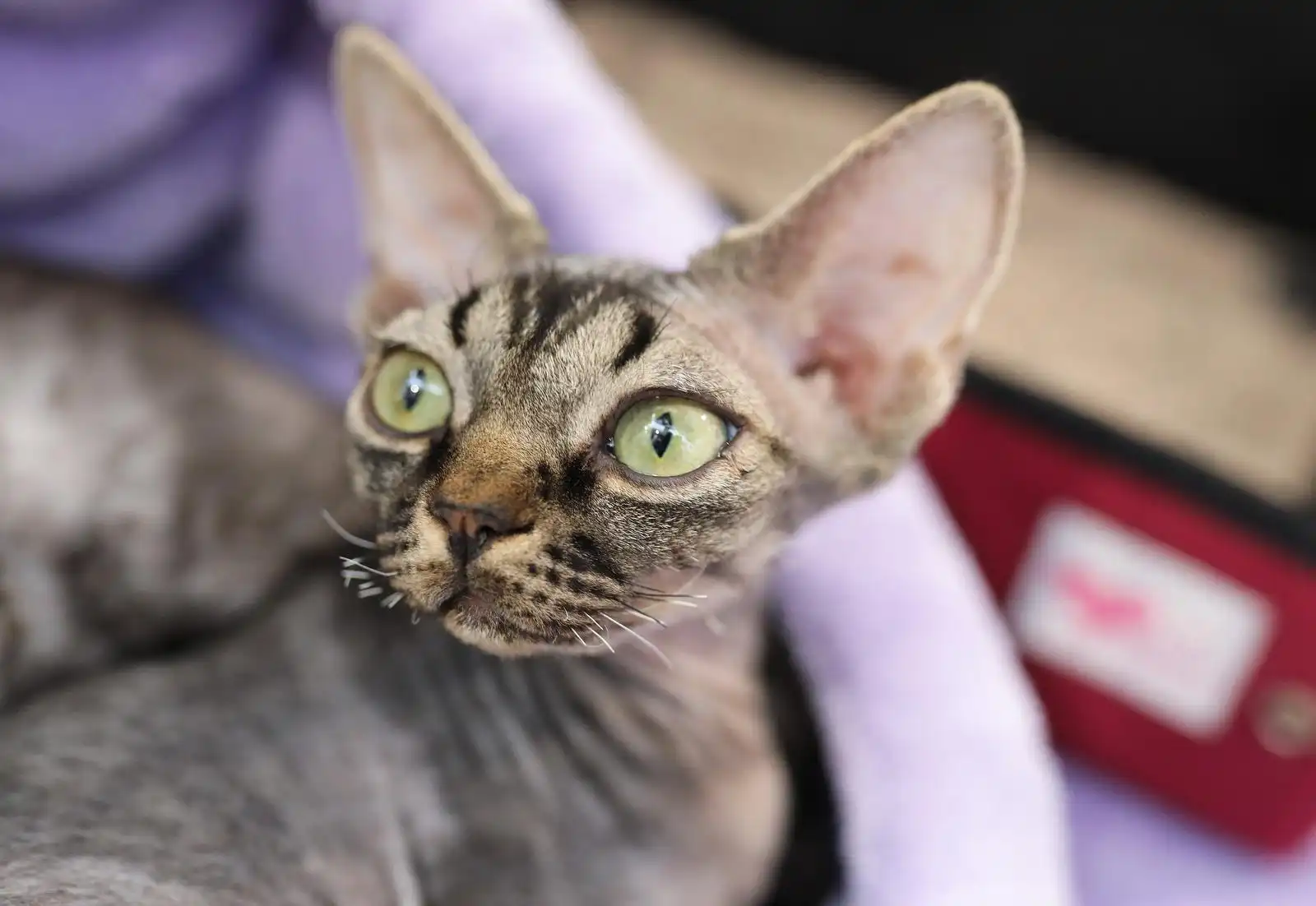 Izložba mačaka (10)