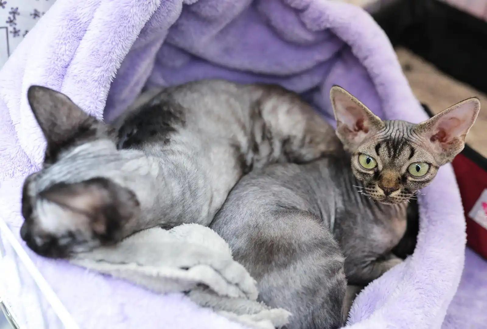 Izložba mačaka (11) Izložba mačaka (11)