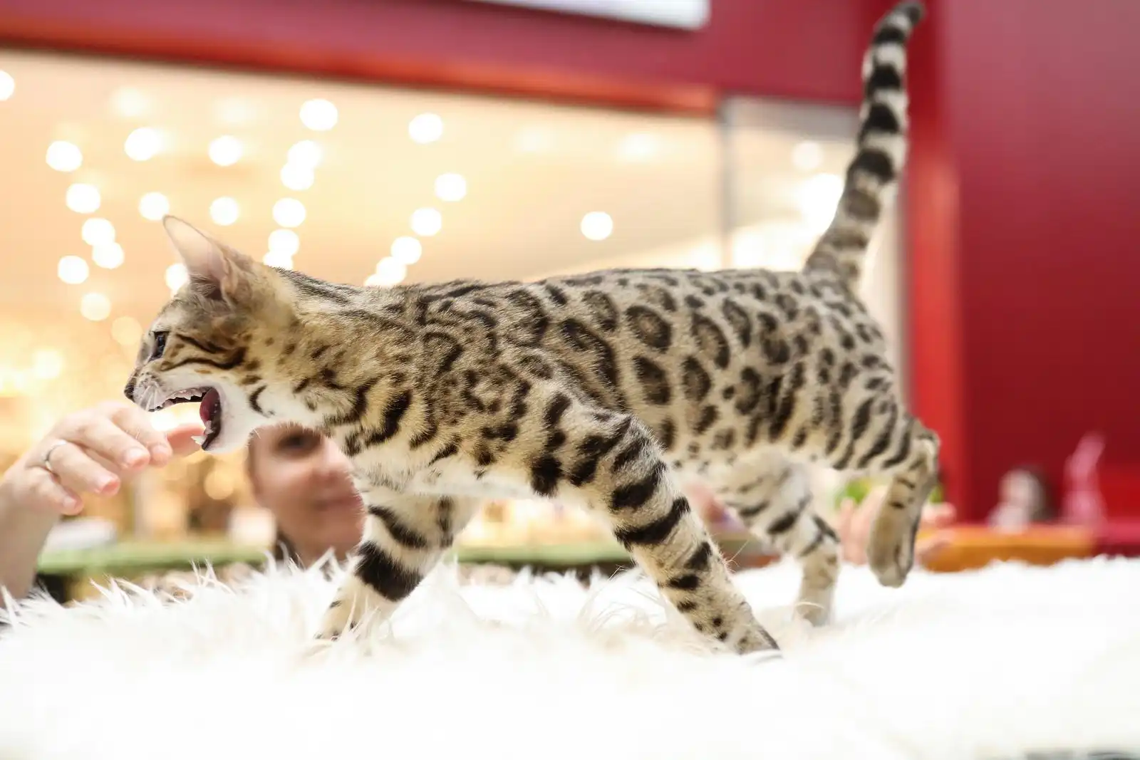 Izložba mačaka (12) Izložba mačaka (12)