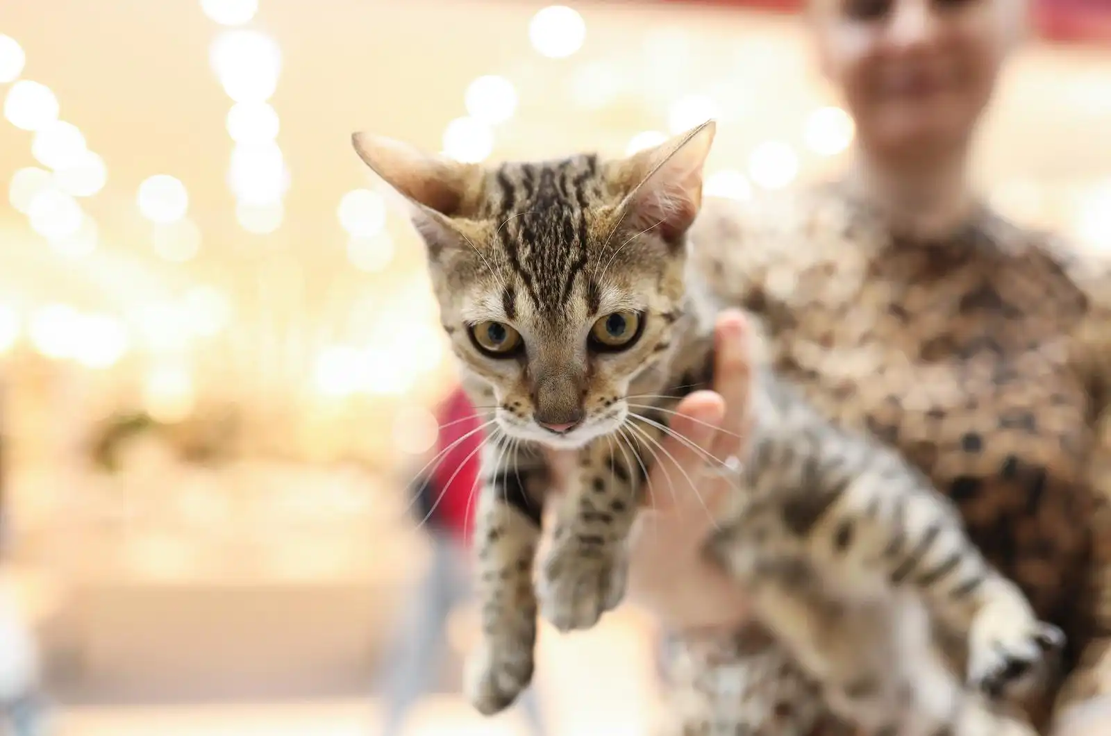 Izložba mačaka (14) Izložba mačaka (14)