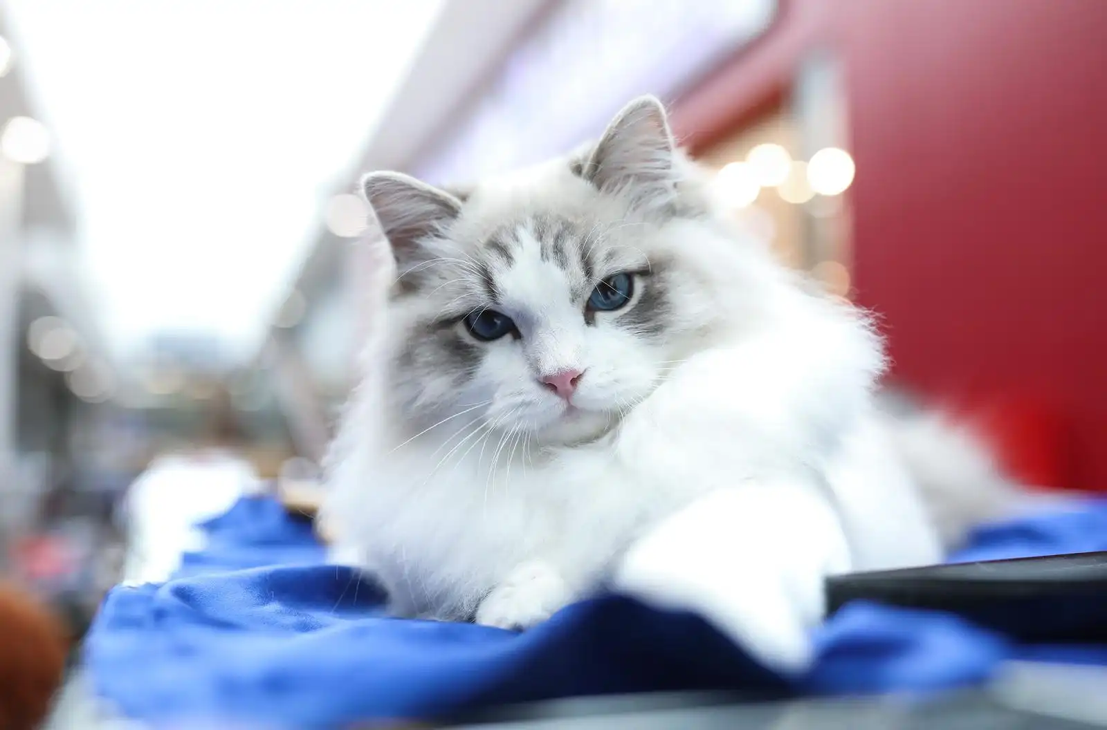 Izložba mačaka (16)