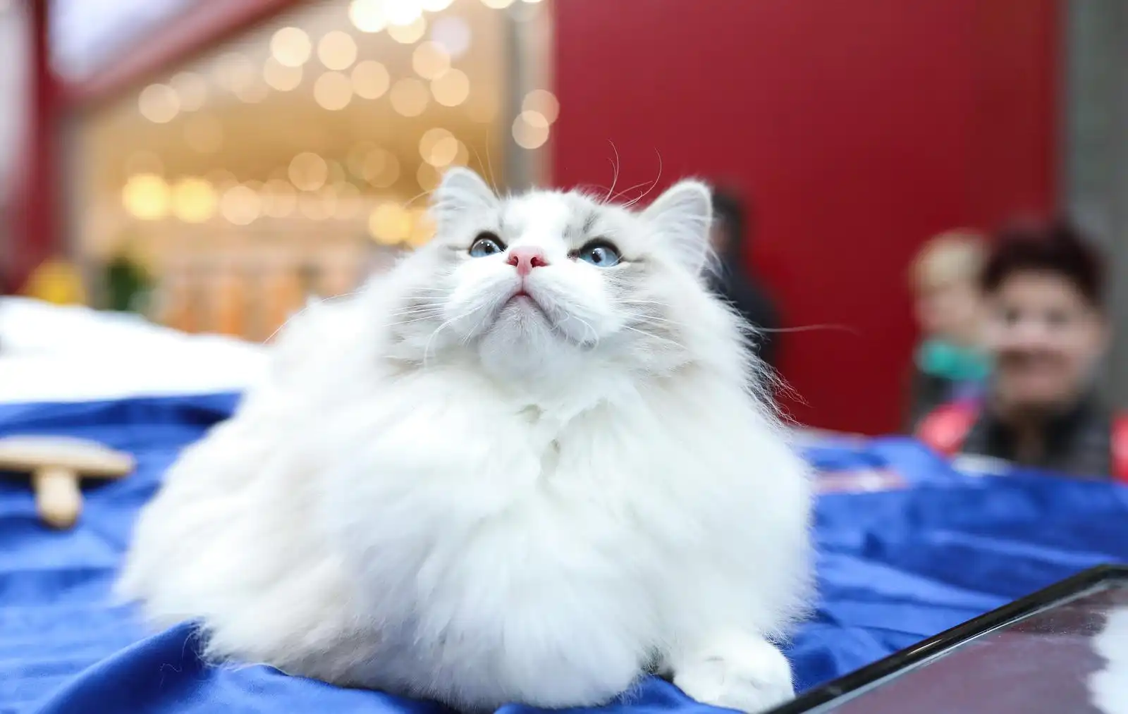 Izložba mačaka (17)