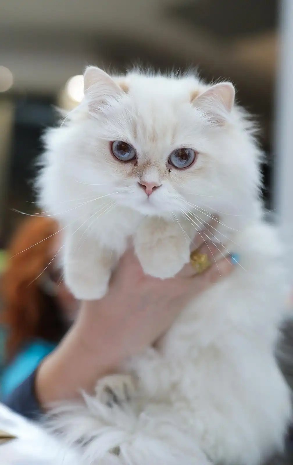 Izložba mačaka (2) Izložba mačaka (2)