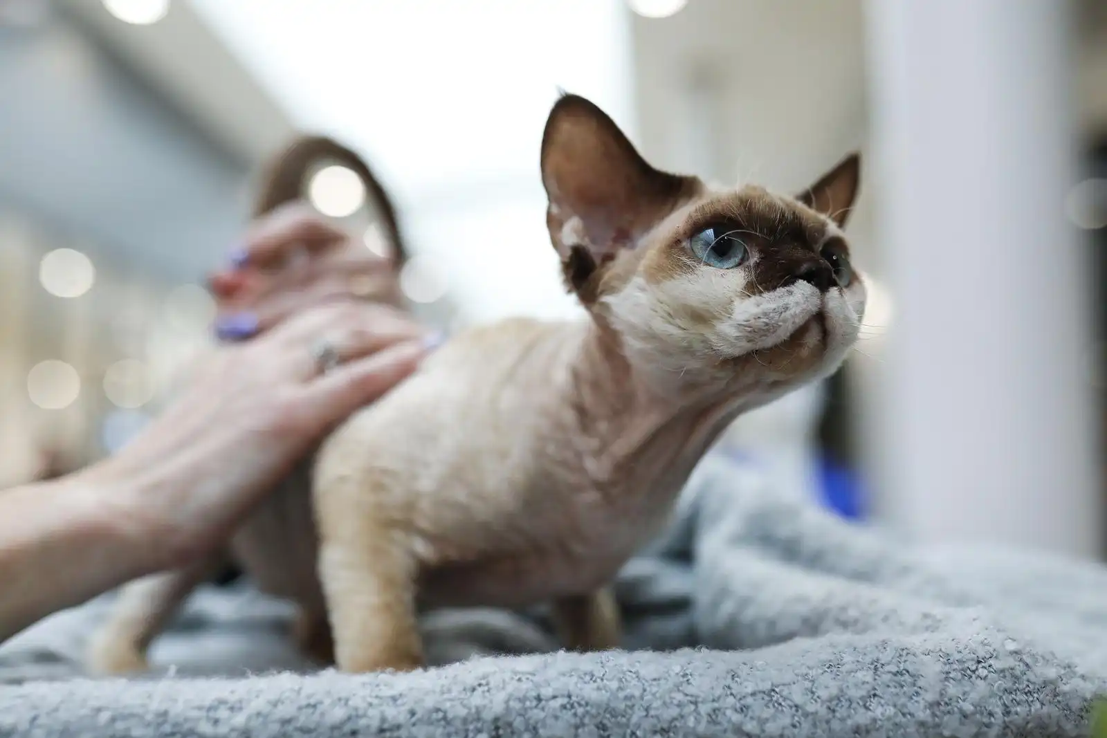 Izložba mačaka (20) Izložba mačaka (20)