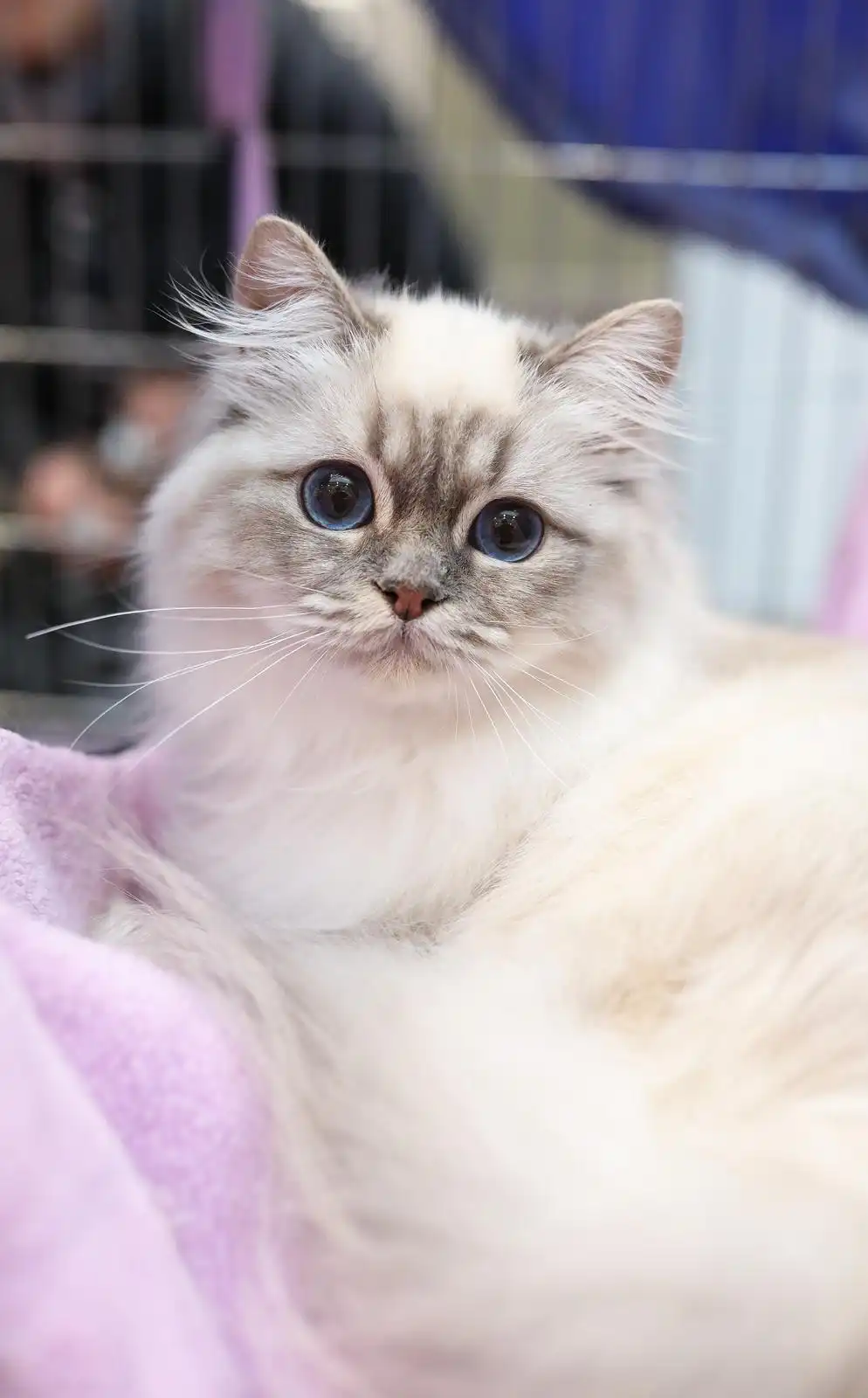 Izložba mačaka (21) Izložba mačaka (21)