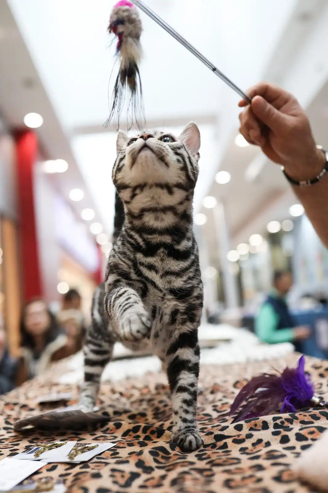 Izložba mačaka (22)