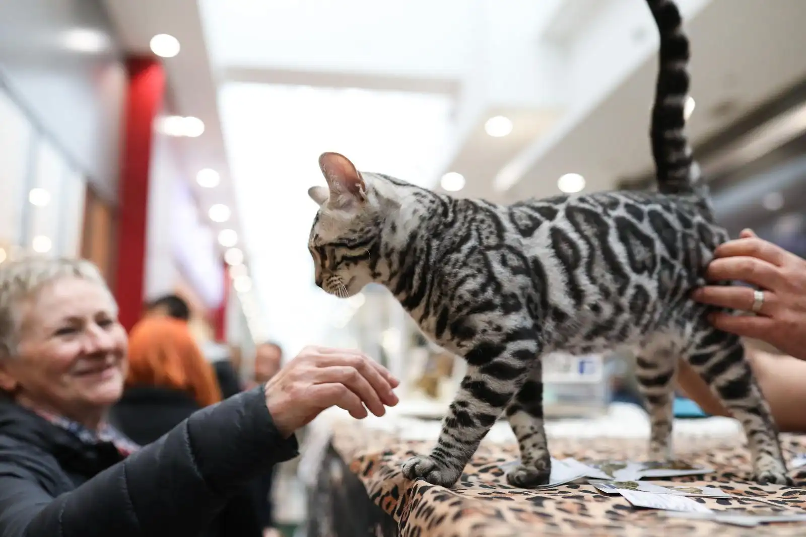 Izložba mačaka (23) Izložba mačaka (23)