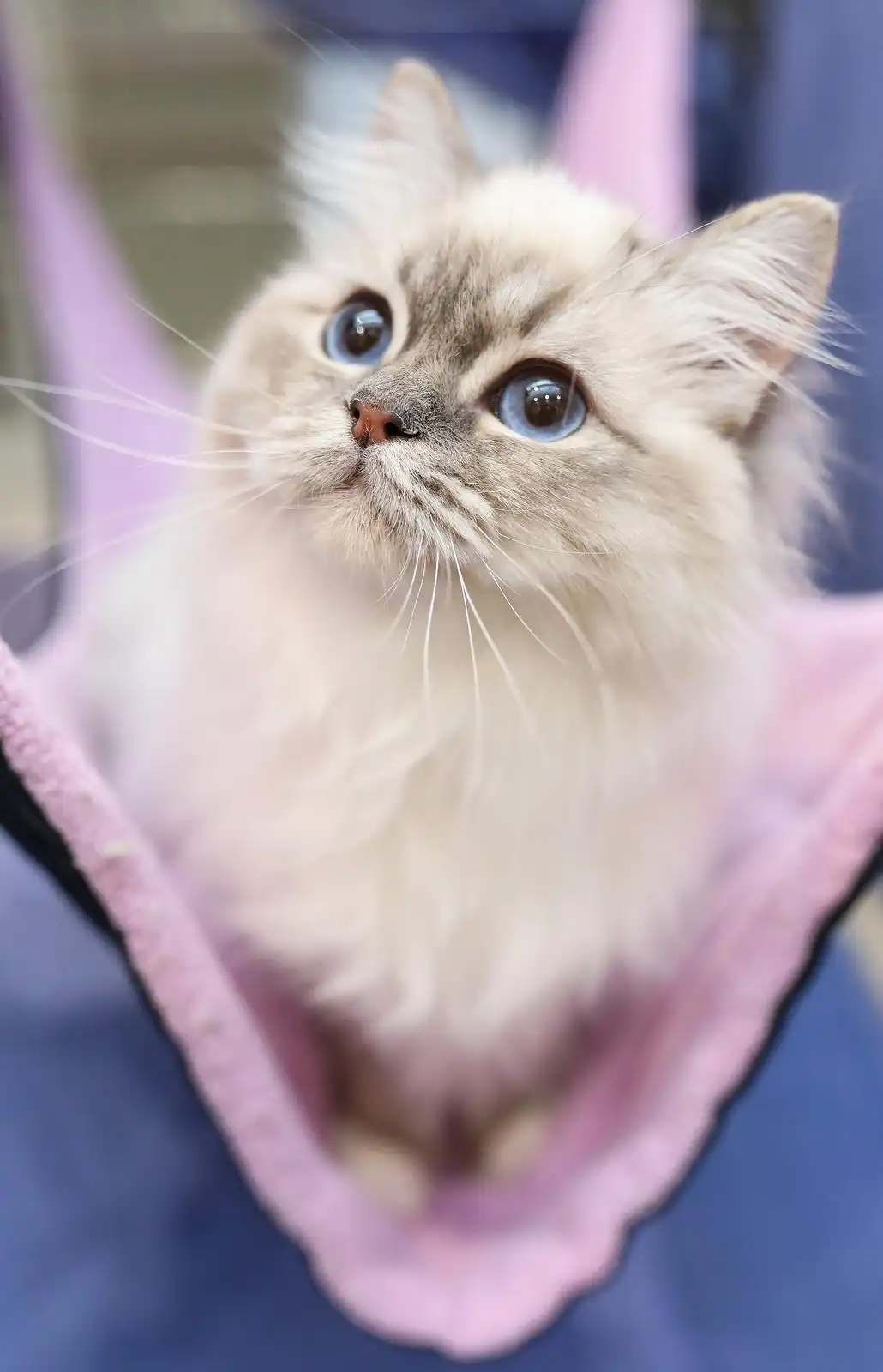 Izložba mačaka (24) Izložba mačaka (24)