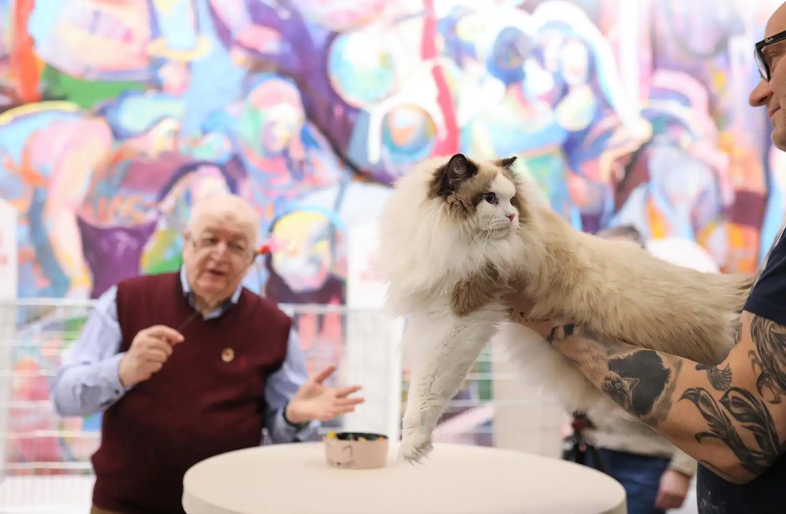 Izložba mačaka (25) Izložba mačaka (25)