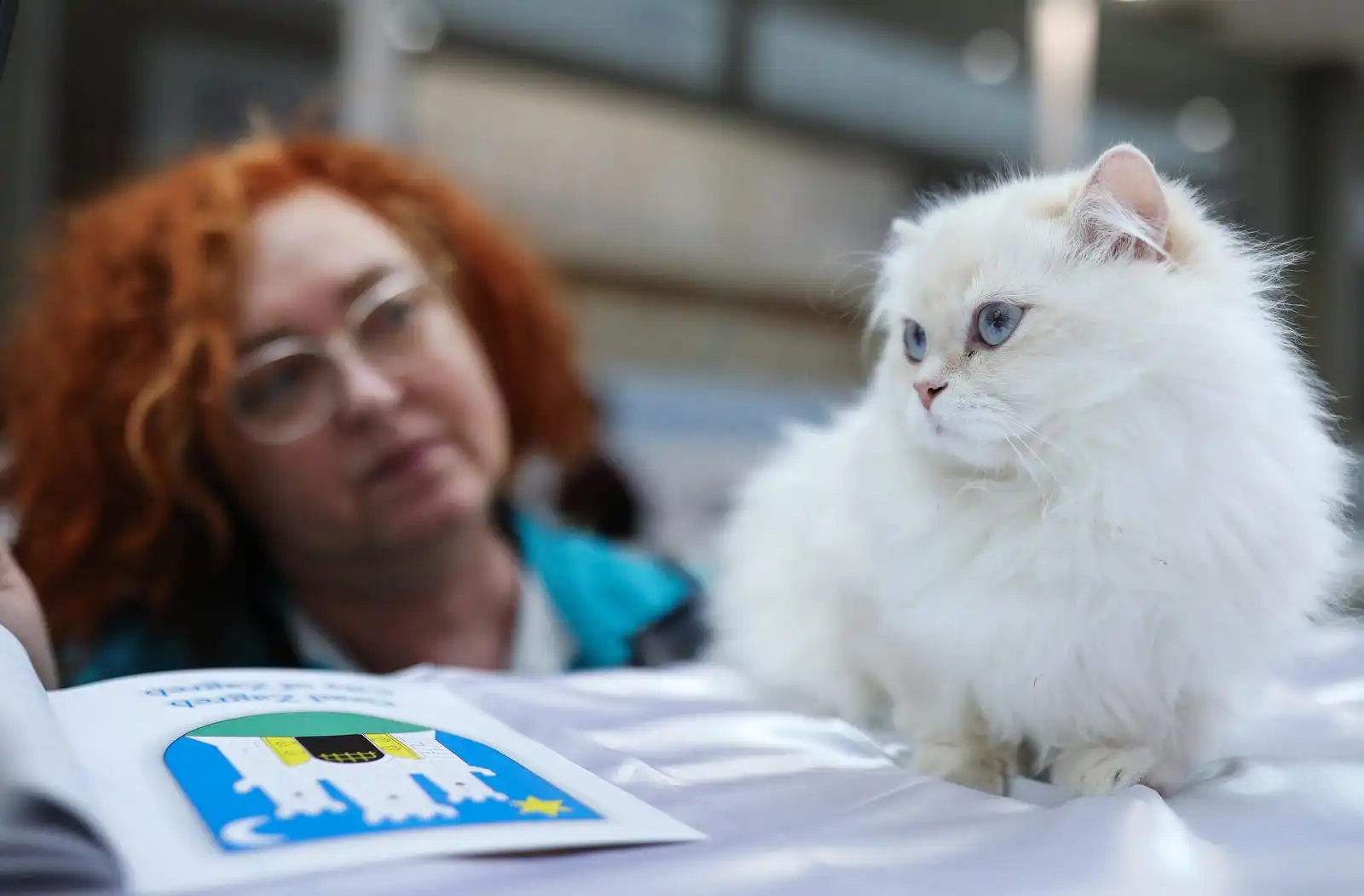 Izložba mačaka (3) Izložba mačaka (3)