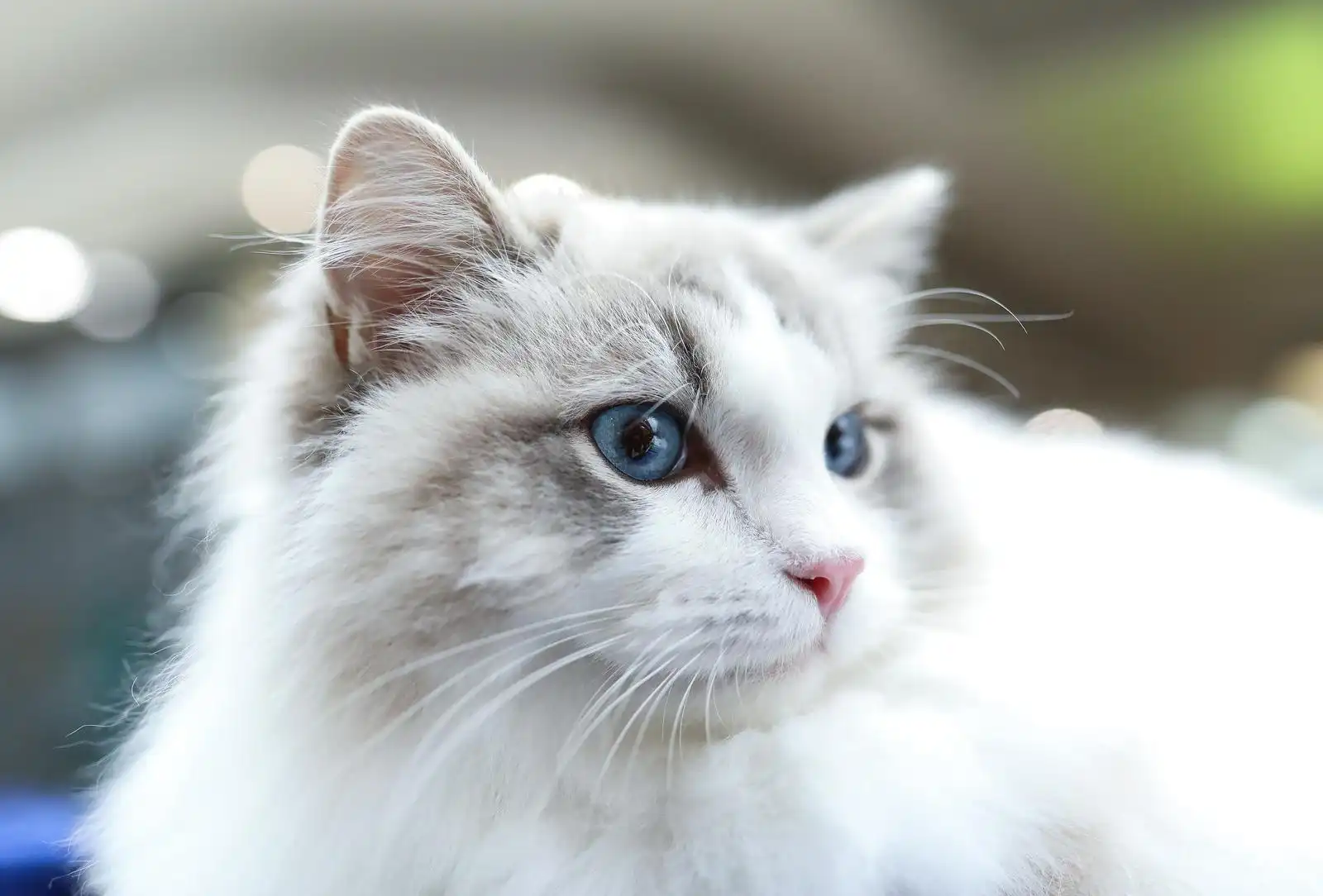 Izložba mačaka (4) Izložba mačaka (4)