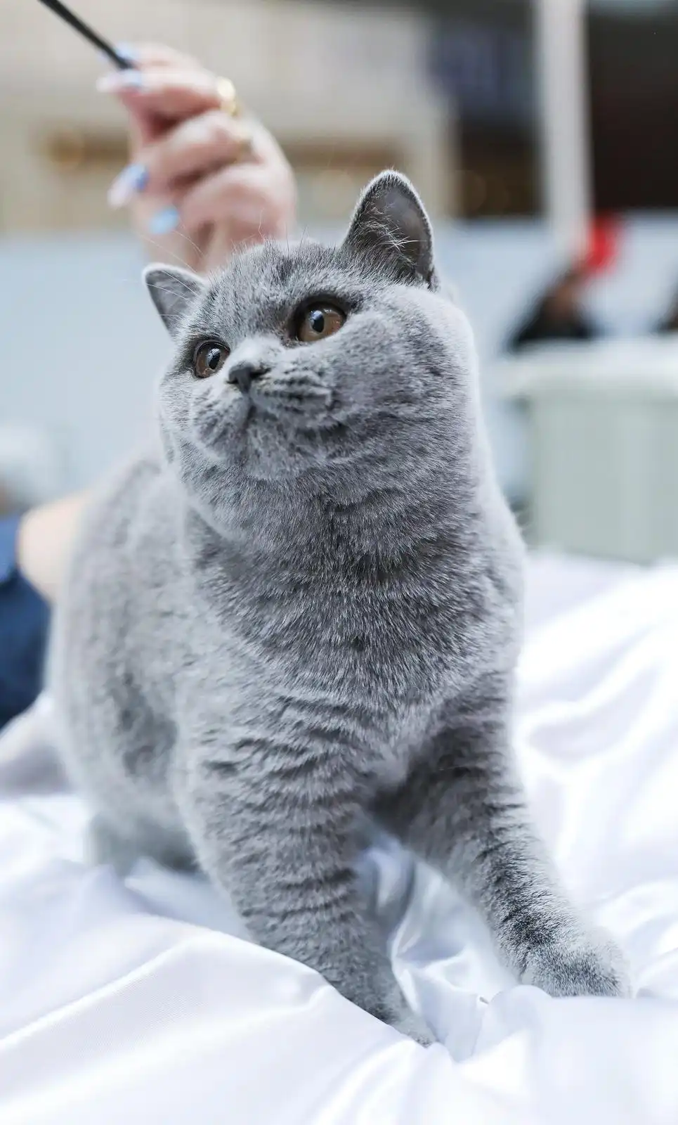 Izložba mačaka (5) Izložba mačaka (5)