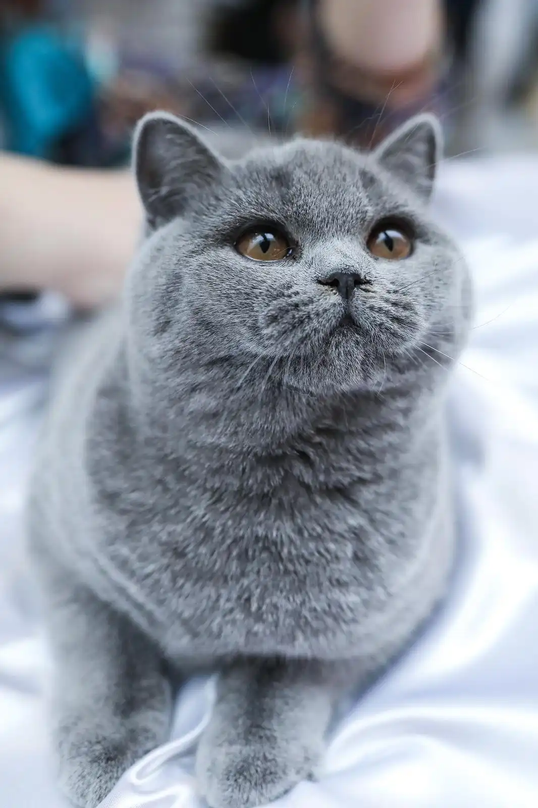 Izložba mačaka (6) Izložba mačaka (6)