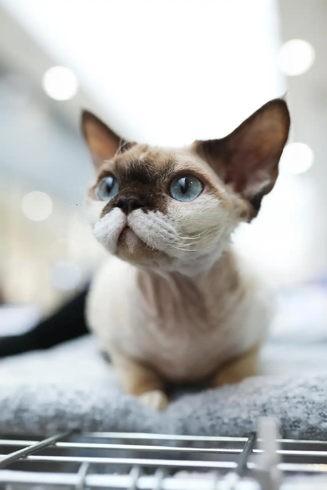 Izložba mačaka (7) Izložba mačaka (7)