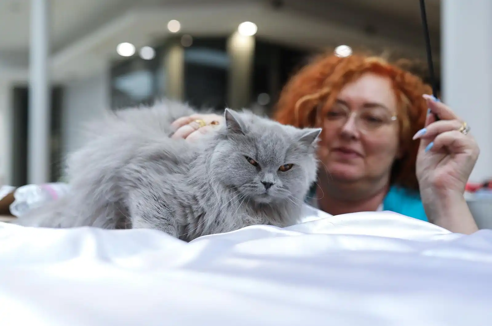 Izložba mačaka (8)