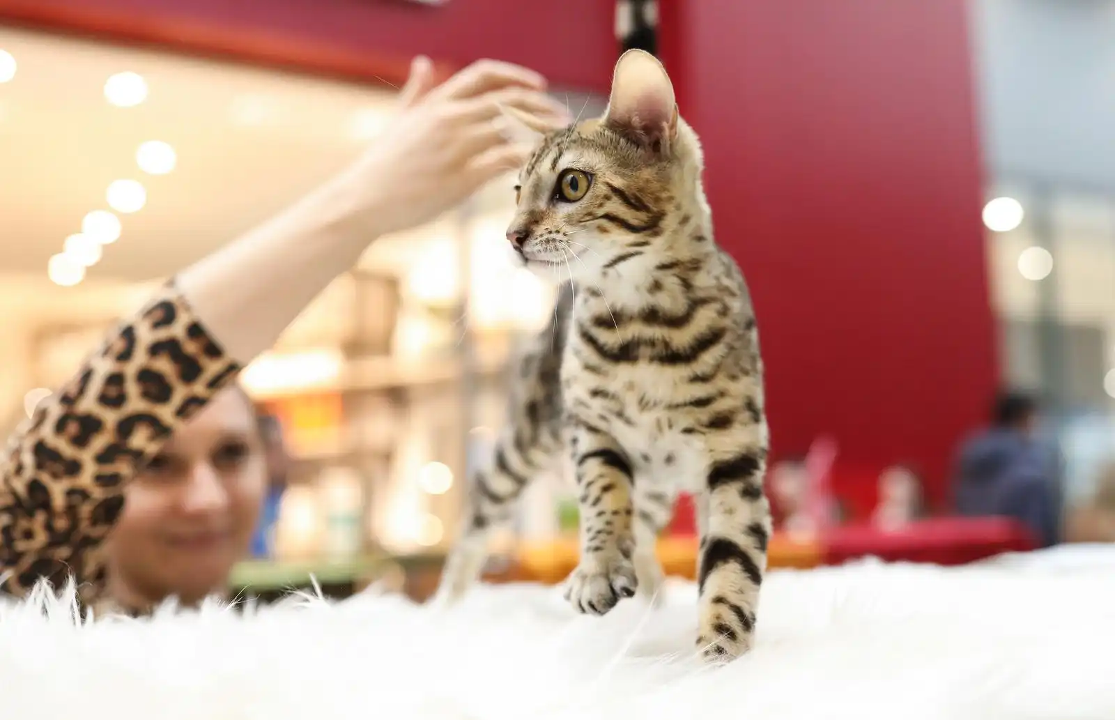 Izložba mačaka (9) Izložba mačaka (9)