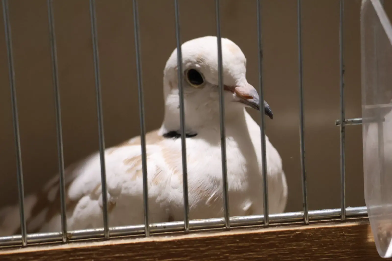 Izložba malih životinja, Donja Dubrava, Međimurska lastavica (1)