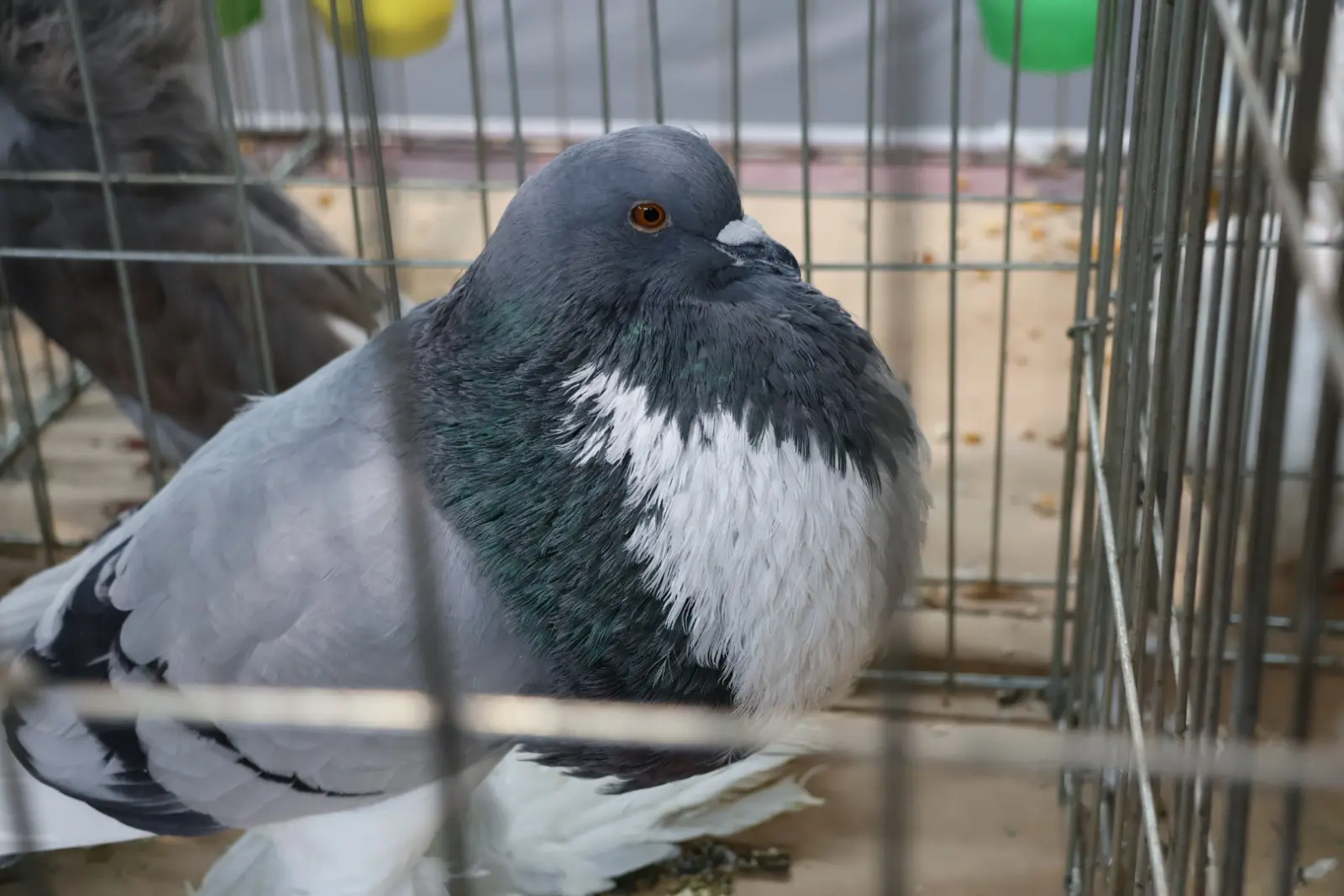 Izložba malih životinja, Donja Dubrava, Međimurska lastavica (10)