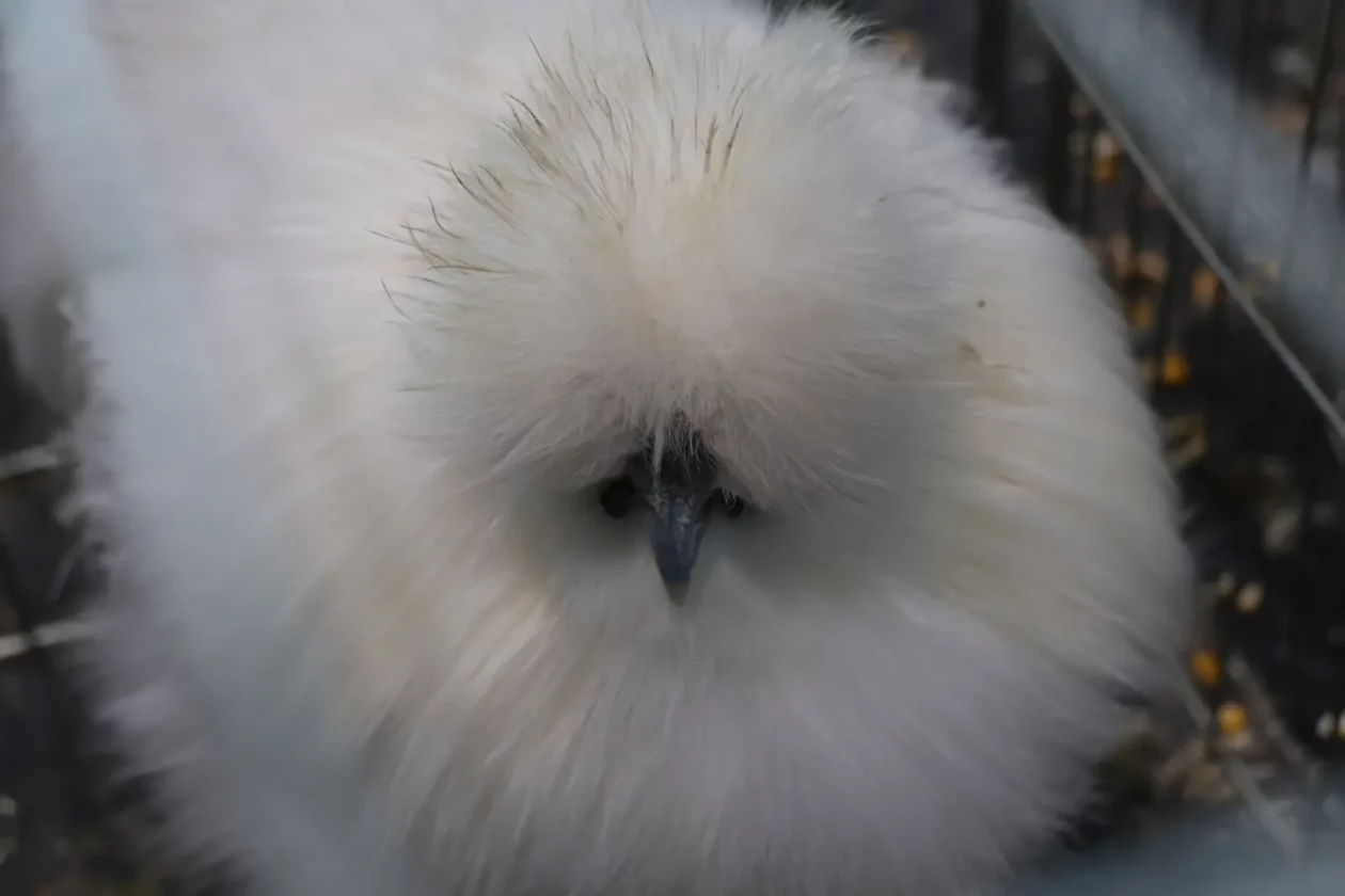 Izložba malih životinja, Donja Dubrava, Međimurska lastavica (11)