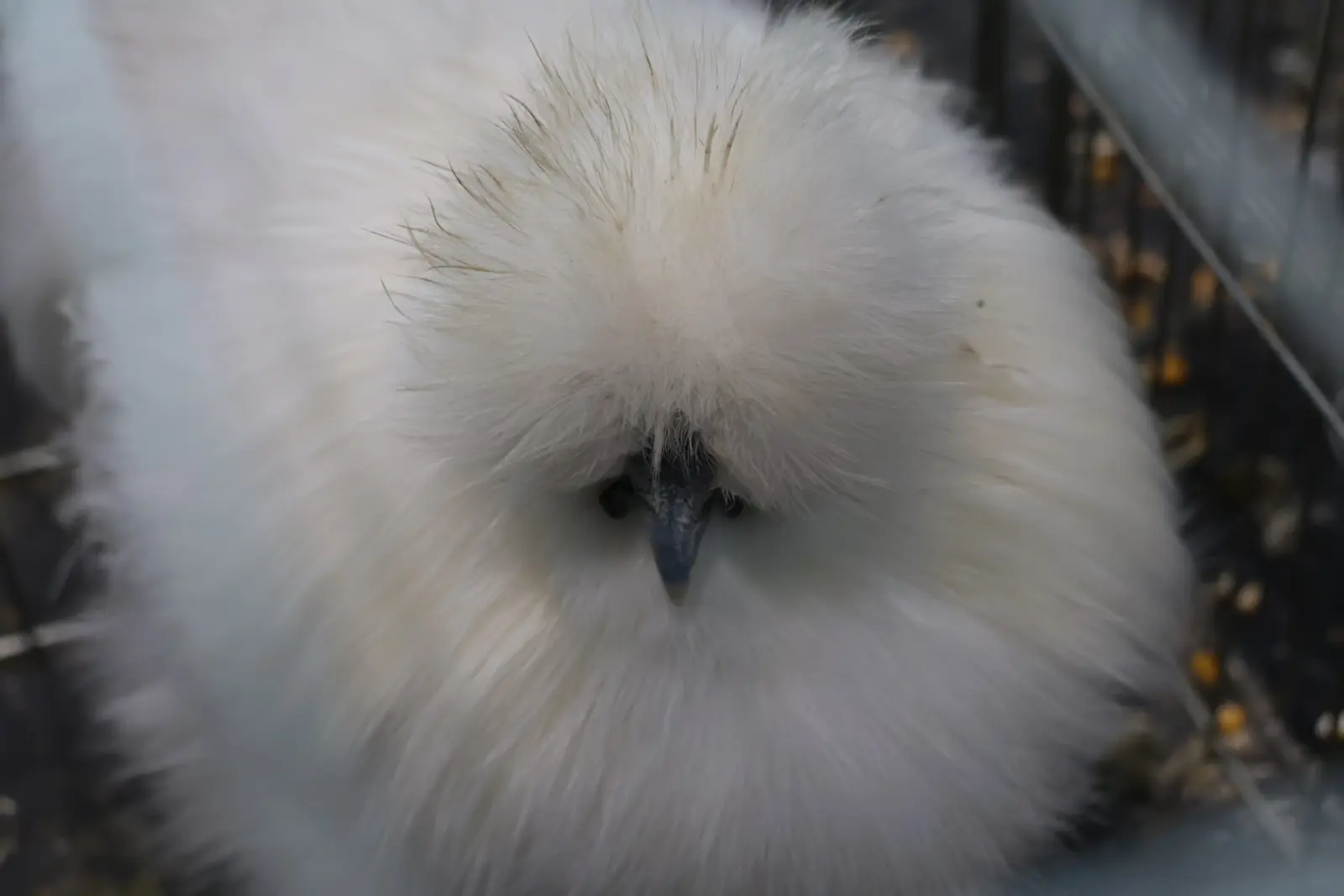 Izložba malih životinja, Donja Dubrava, Međimurska lastavica (11)