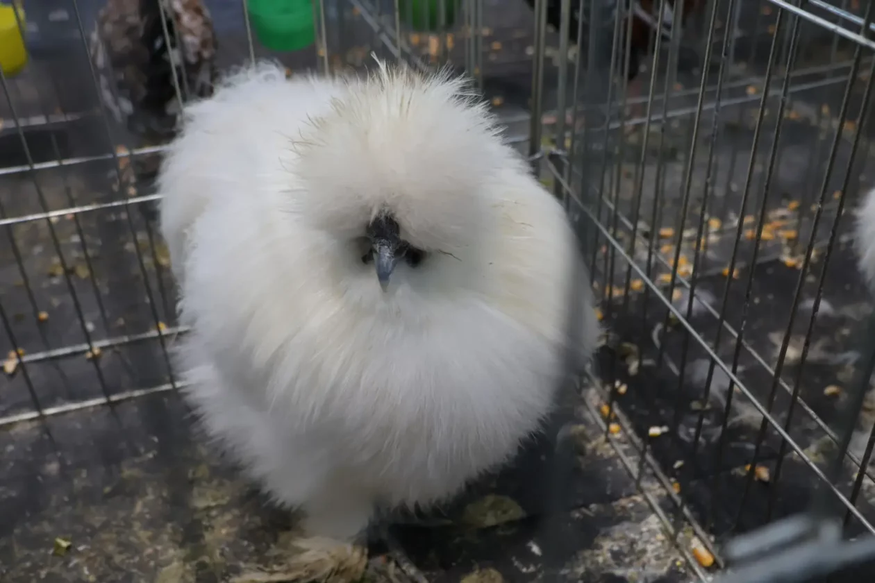 Izložba malih životinja, Donja Dubrava, Međimurska lastavica (12)