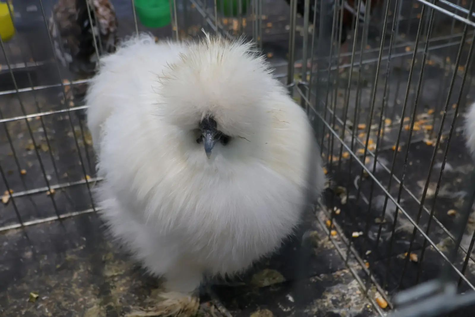 Izložba malih životinja, Donja Dubrava, Međimurska lastavica (12)