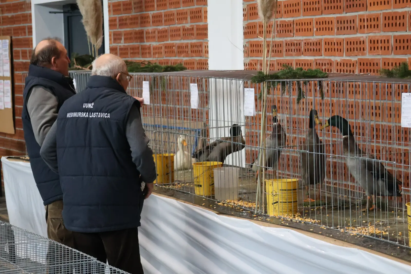 Izložba malih životinja, Donja Dubrava, Međimurska lastavica (13)