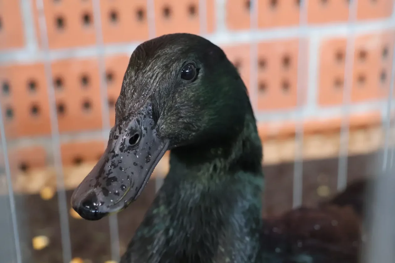 Izložba malih životinja, Donja Dubrava, Međimurska lastavica (14)