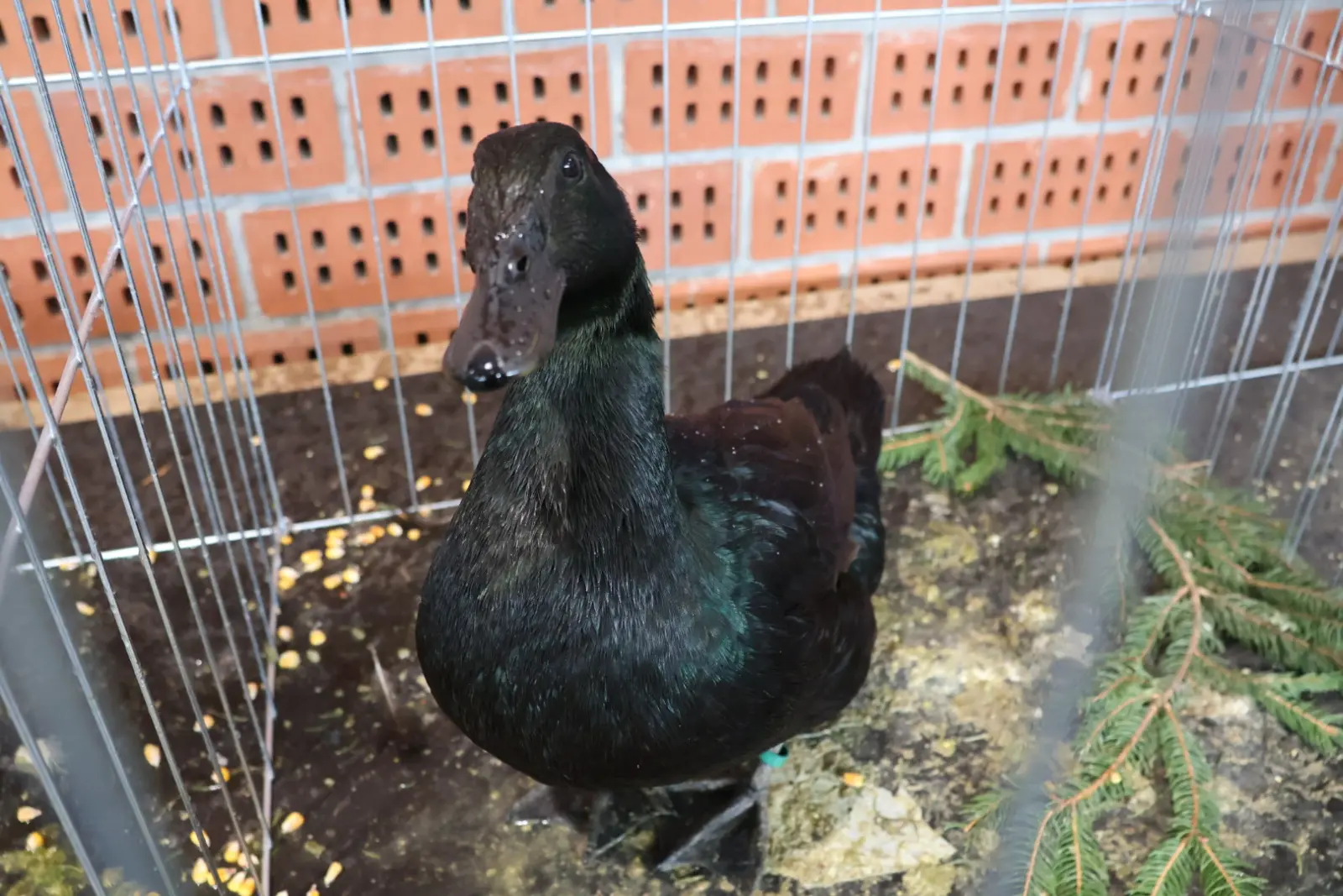 Izložba malih životinja, Donja Dubrava, Međimurska lastavica (15)