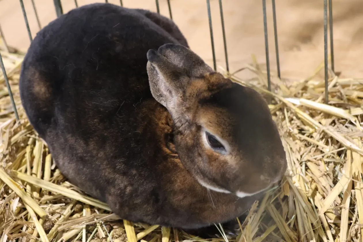 Izložba malih životinja, Donja Dubrava, Međimurska lastavica (17)