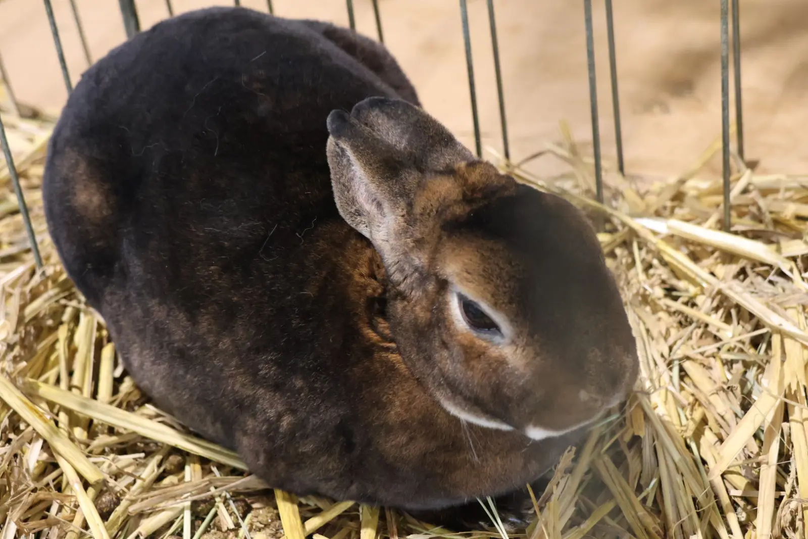 Izložba malih životinja, Donja Dubrava, Međimurska lastavica (17)