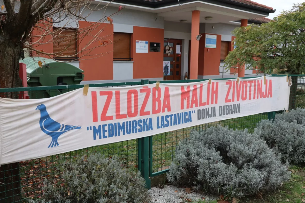 Izložba malih životinja, Donja Dubrava, Međimurska lastavica (2)