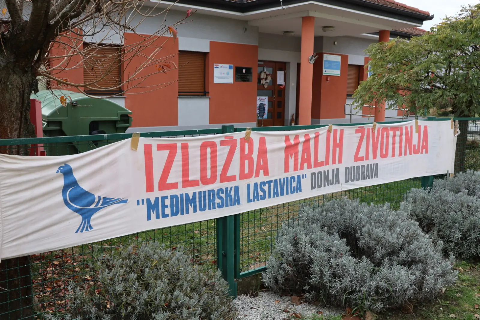 Izložba malih životinja, Donja Dubrava, Međimurska lastavica (2)