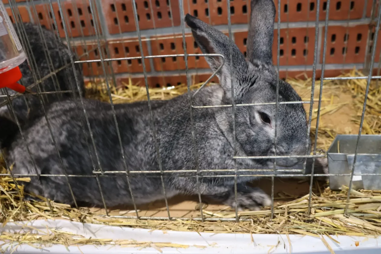 Izložba malih životinja, Donja Dubrava, Međimurska lastavica (20)