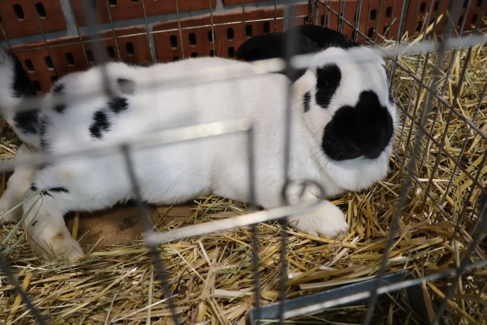 Izložba malih životinja, Donja Dubrava, Međimurska lastavica (21)