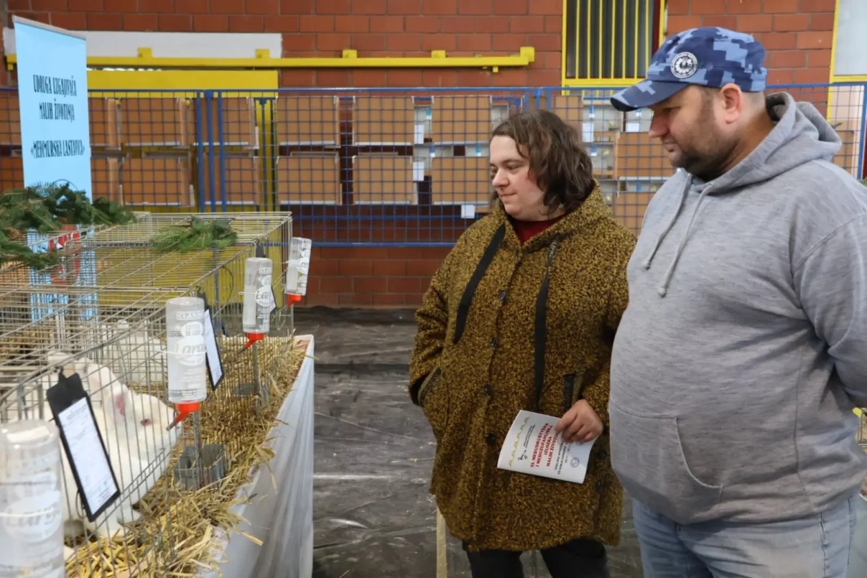 Izložba malih životinja, Donja Dubrava, Međimurska lastavica (24)
