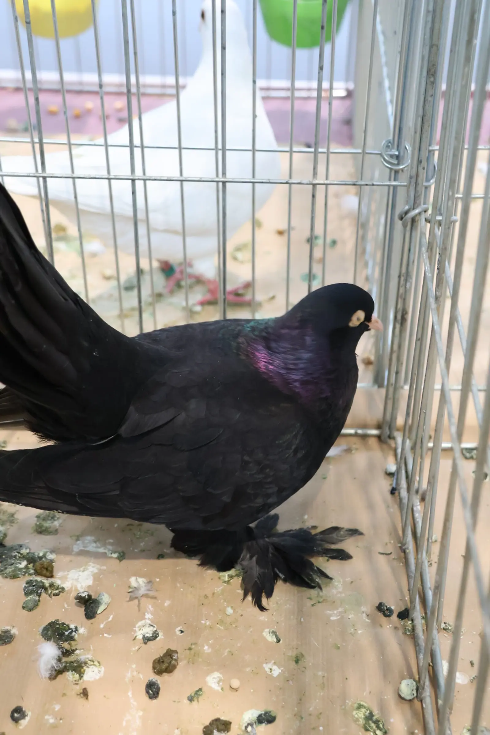 Izložba malih životinja, Donja Dubrava, Međimurska lastavica (25)