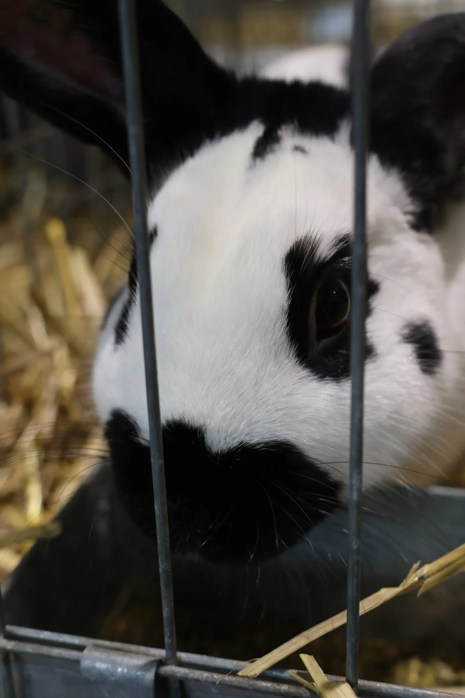 Izložba malih životinja, Donja Dubrava, Međimurska lastavica (26)