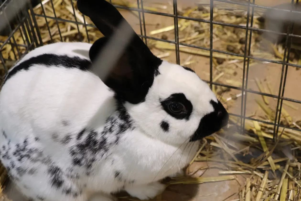 Izložba malih životinja, Donja Dubrava, Međimurska lastavica (27)