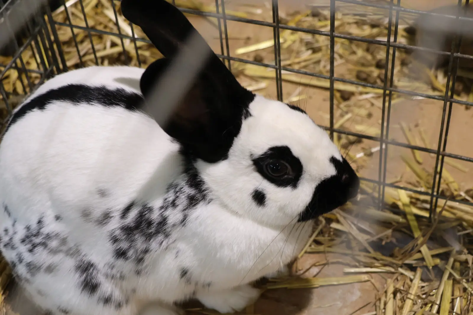 Izložba malih životinja, Donja Dubrava, Međimurska lastavica (27)