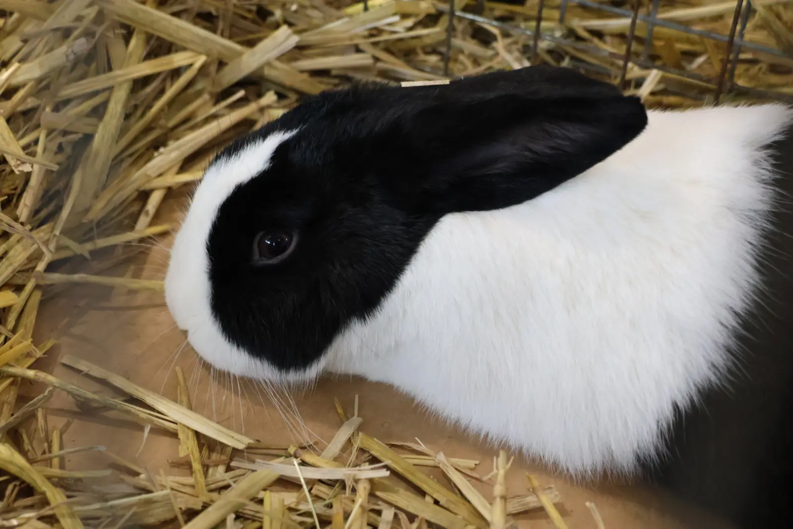 Izložba malih životinja, Donja Dubrava, Međimurska lastavica (28)