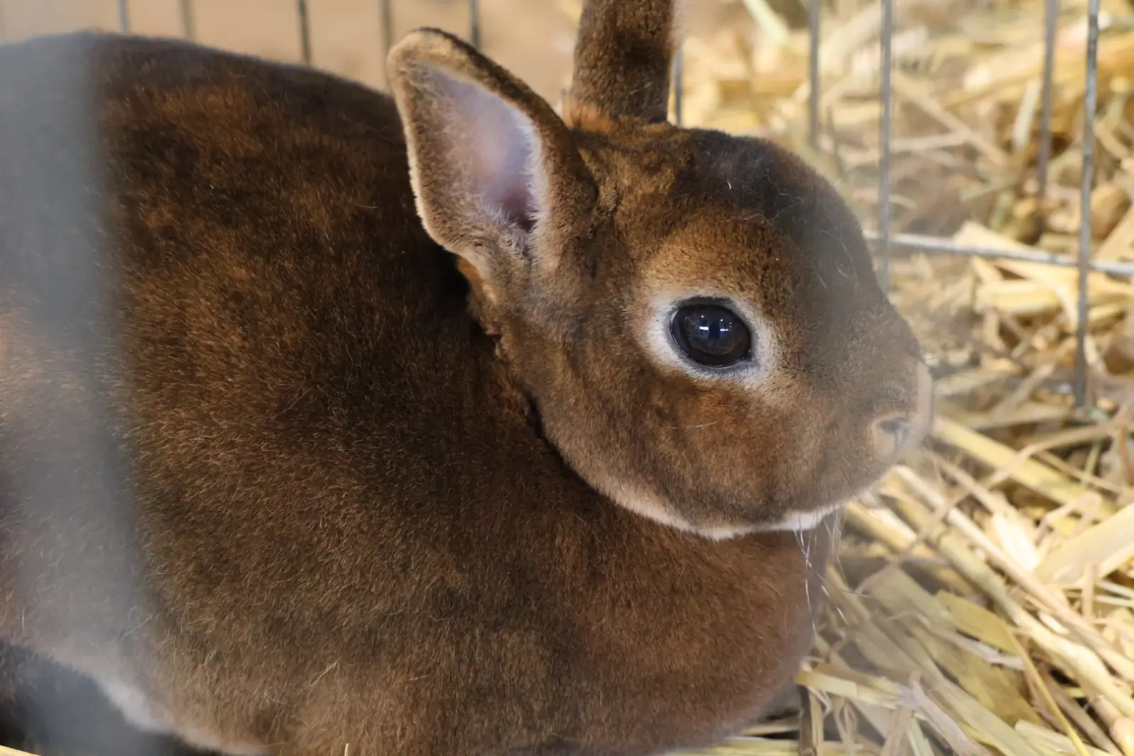 Izložba malih životinja, Donja Dubrava, Međimurska lastavica (29)