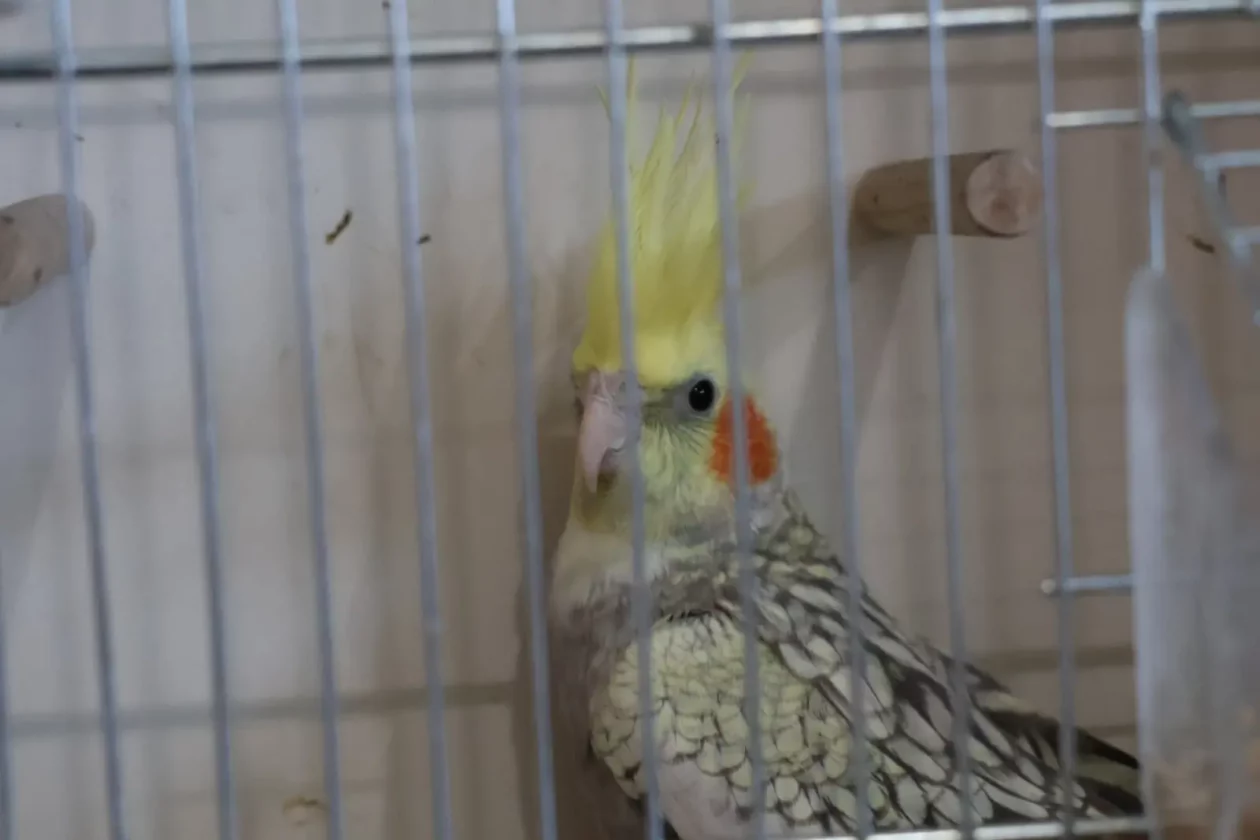 Izložba malih životinja, Donja Dubrava, Međimurska lastavica (31)