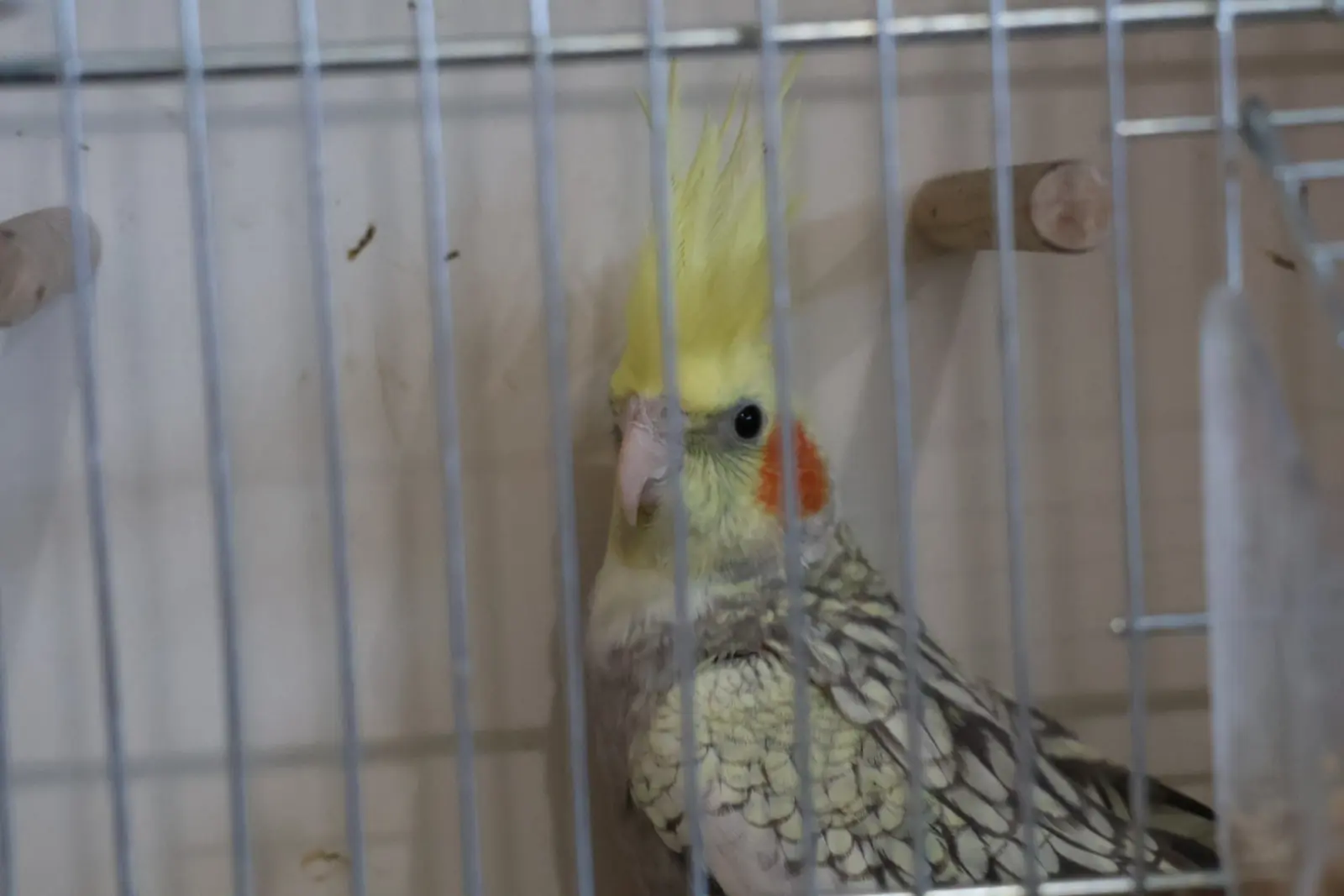 Izložba malih životinja, Donja Dubrava, Međimurska lastavica (31)