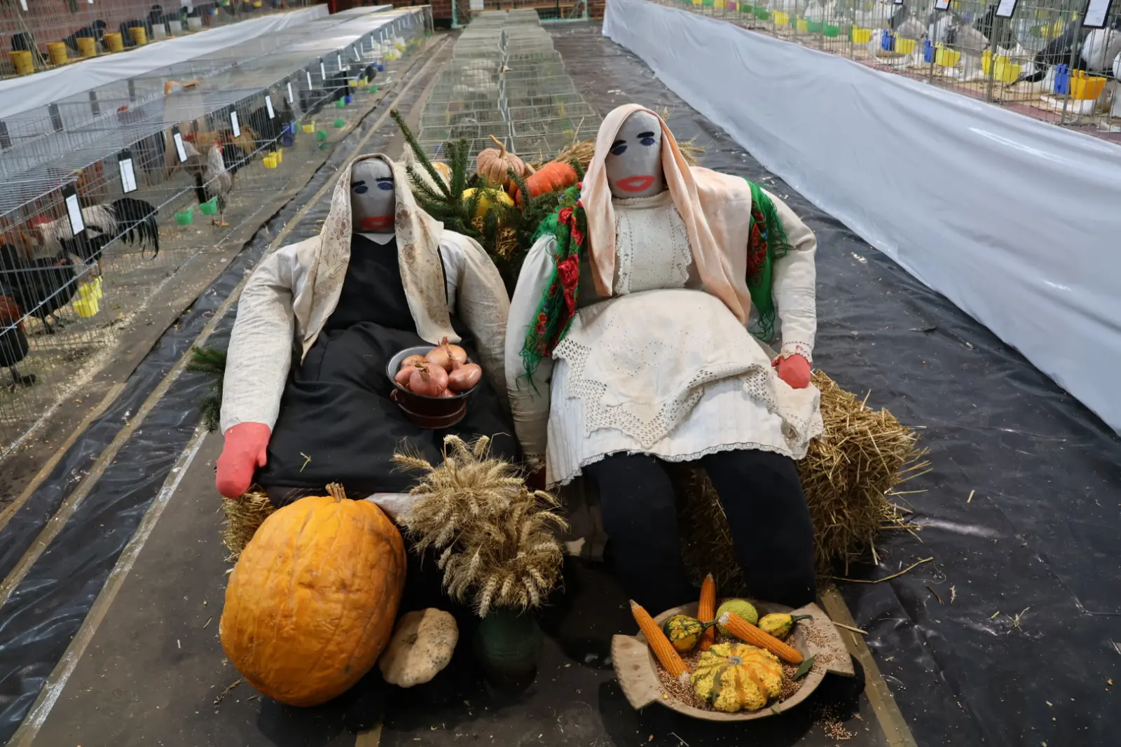 Izložba malih životinja, Donja Dubrava, Međimurska lastavica (4)