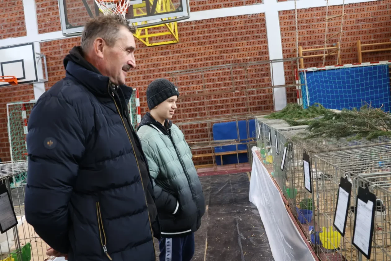 Izložba malih životinja, Donja Dubrava, Međimurska lastavica (5)