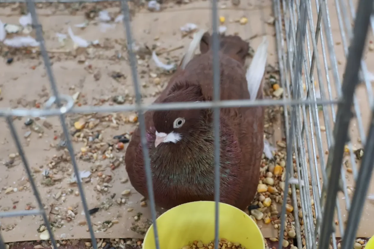 Izložba malih životinja, Donja Dubrava, Međimurska lastavica (6)