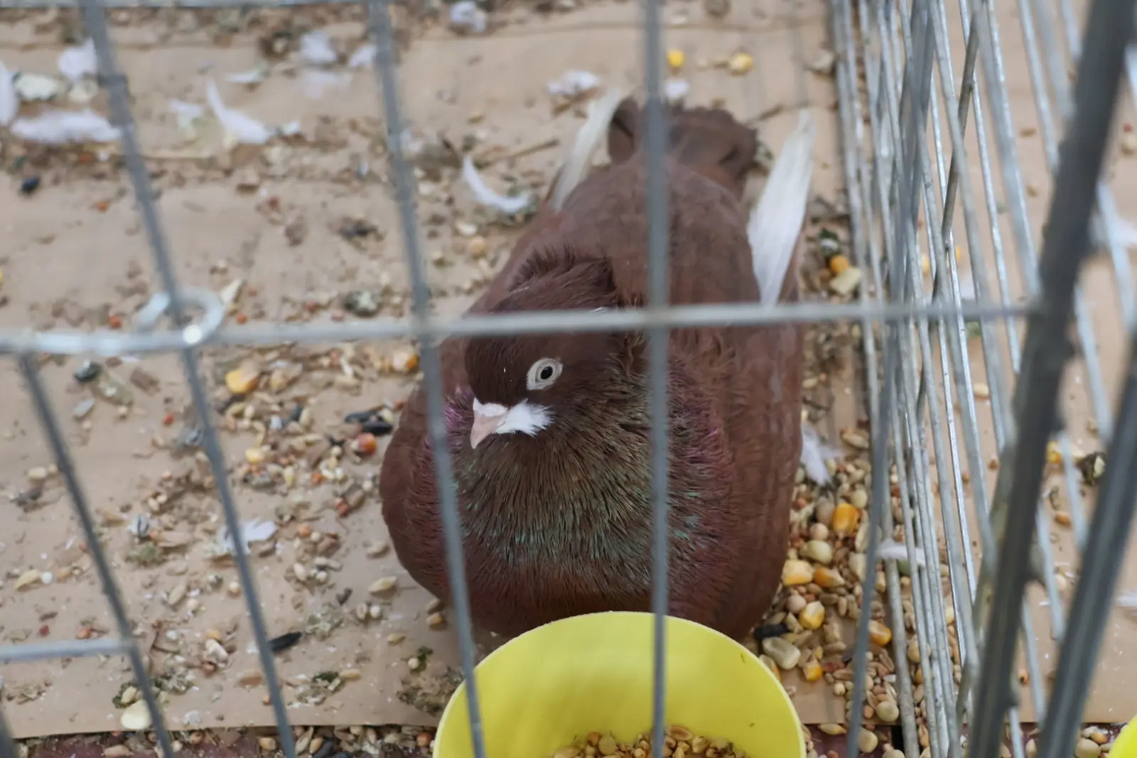 Izložba malih životinja, Donja Dubrava, Međimurska lastavica (6)