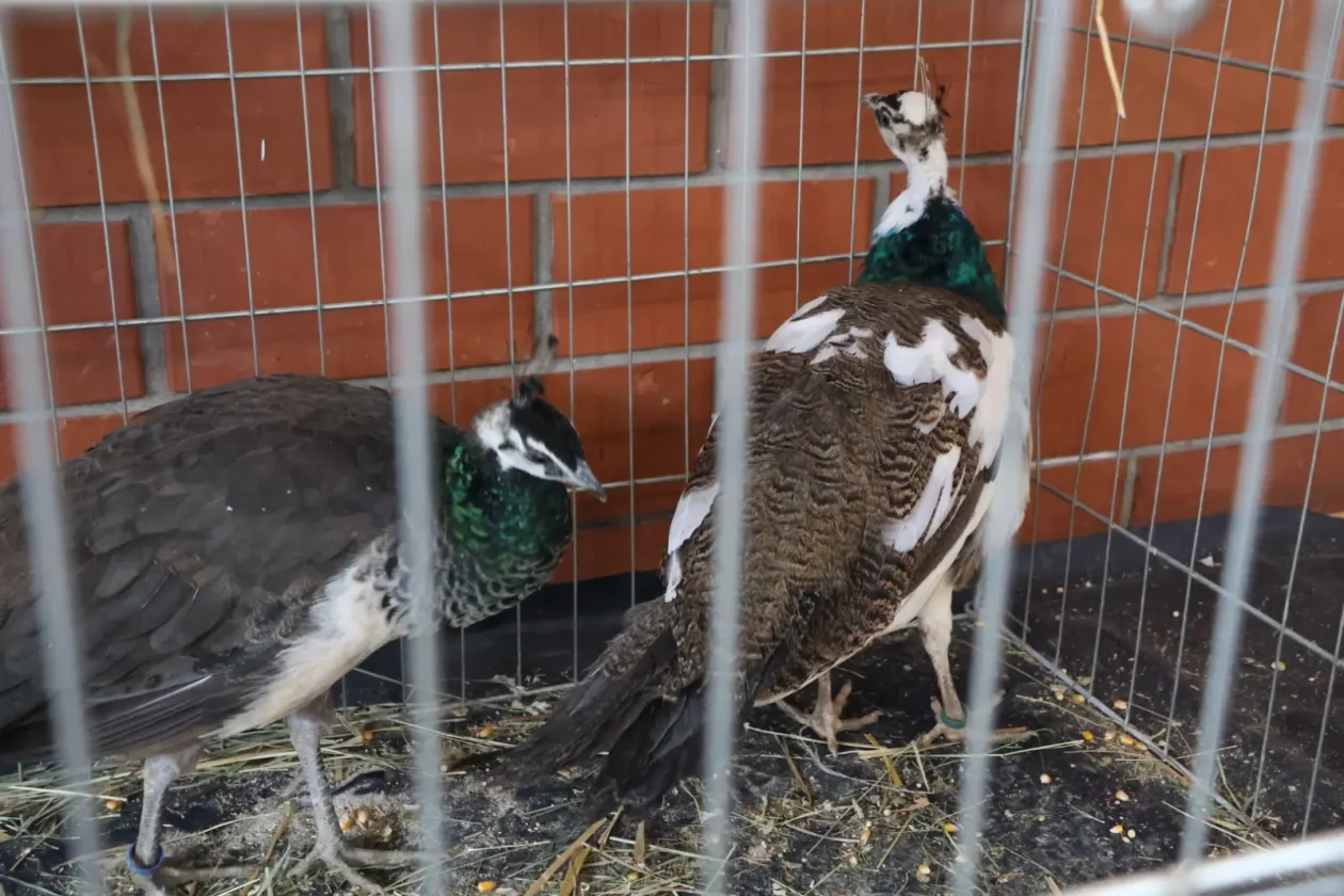 Izložba malih životinja, Donja Dubrava, Međimurska lastavica (9)