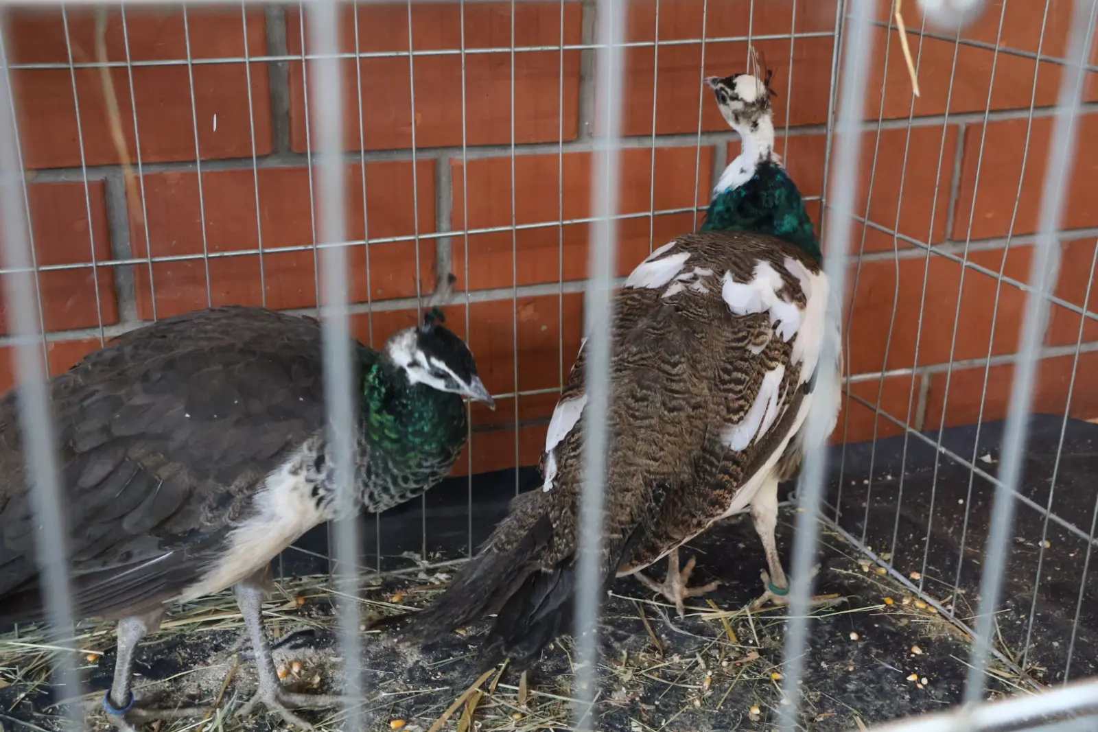 Izložba malih životinja, Donja Dubrava, Međimurska lastavica (9)